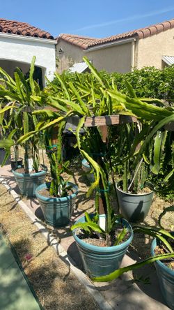 Dragonfruit Stems $3