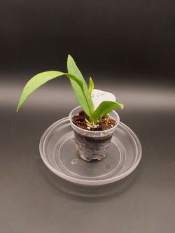 Anthurium Vittariifolium (young)