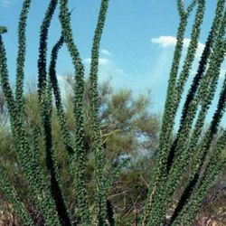 OCOTILLO. FREE Removal