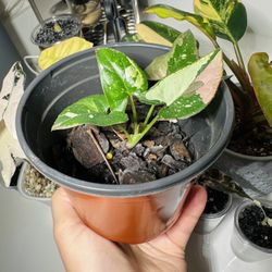 Syngonium ”Red Spot Tricolor”