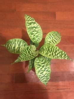 Dracaena Goldieana-EXTREMELY RARE PLANT! for Sale in Pasadena, CA - OfferUp