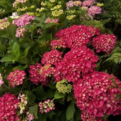 Hydrangeas