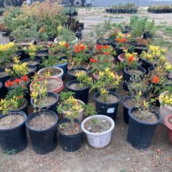 Honey Suckle Plants