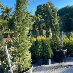 Italian Cypress - 25gl
