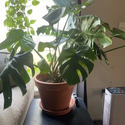 Mature Monstera Deliciosa