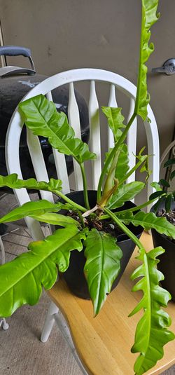 Indoor house plants for sale