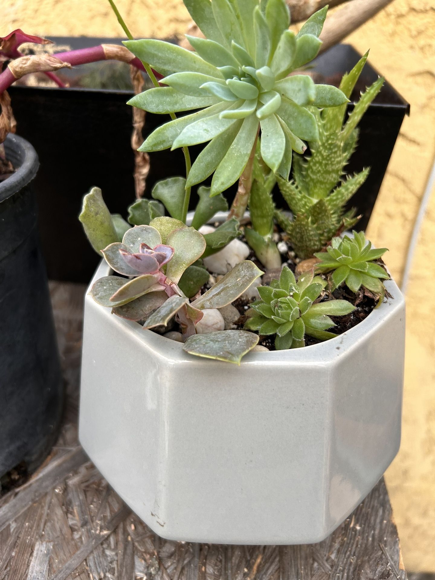 Succulent arrangement