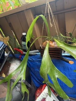 Staghorn Fern