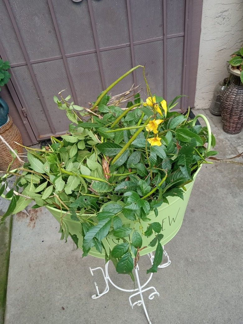 hojas de tronadora o retama gratis