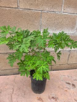 Citronella Plant repelente alos mosquitos 🦟🪳