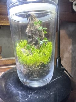 ❤️Valentines Day Gift- Bioactive Live Terrarium❤️