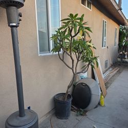 Plumeria Plant  6' In A 15gal Pot
