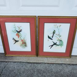 Two Framed Hummingbirds Prints