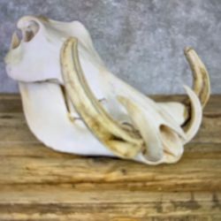 Wart Hog Scull & Tusk
