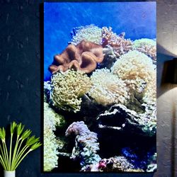 🐠 Large Ocean Reef Canvas Wall Art 48 x 32  
