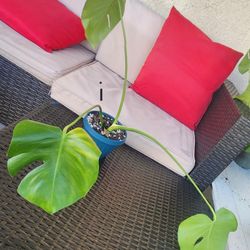 Rutted Monstera Deliciosa Cuttings