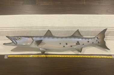 Just A BIG fish With Teeth- Check Out This Barracuda