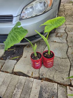 Colocasia Gigantea Elephant Ear Plant 