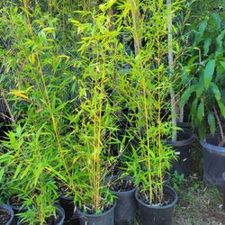 Bamboo   Tree