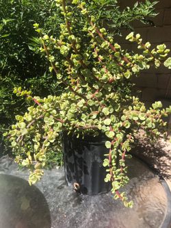 Elephant Bush Portulacaria afra Succulent Cactus Live Plant