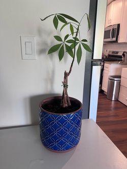 Plant with pot