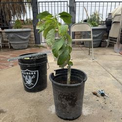 Persea Central American Avocado 