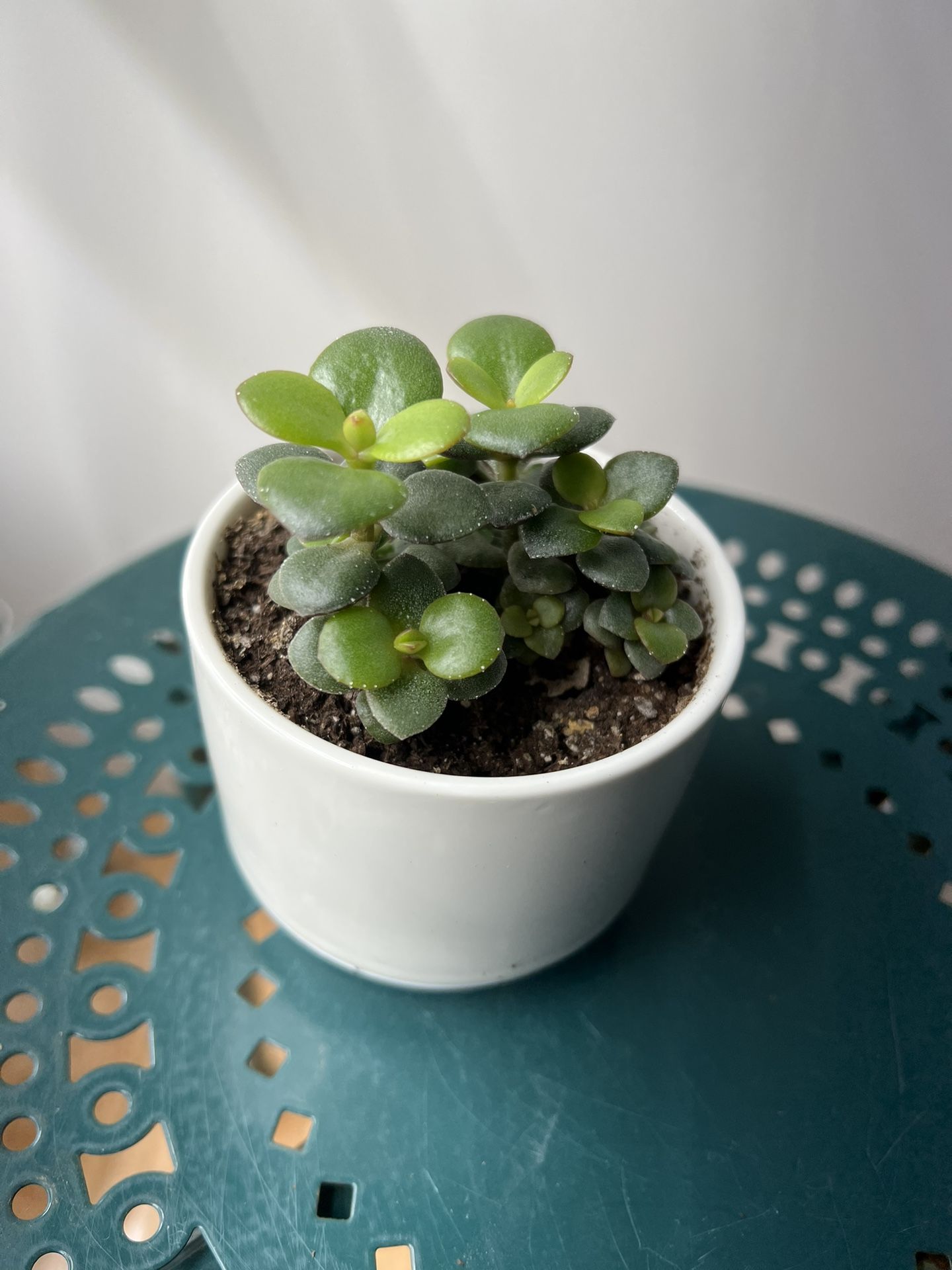 Jade Plant