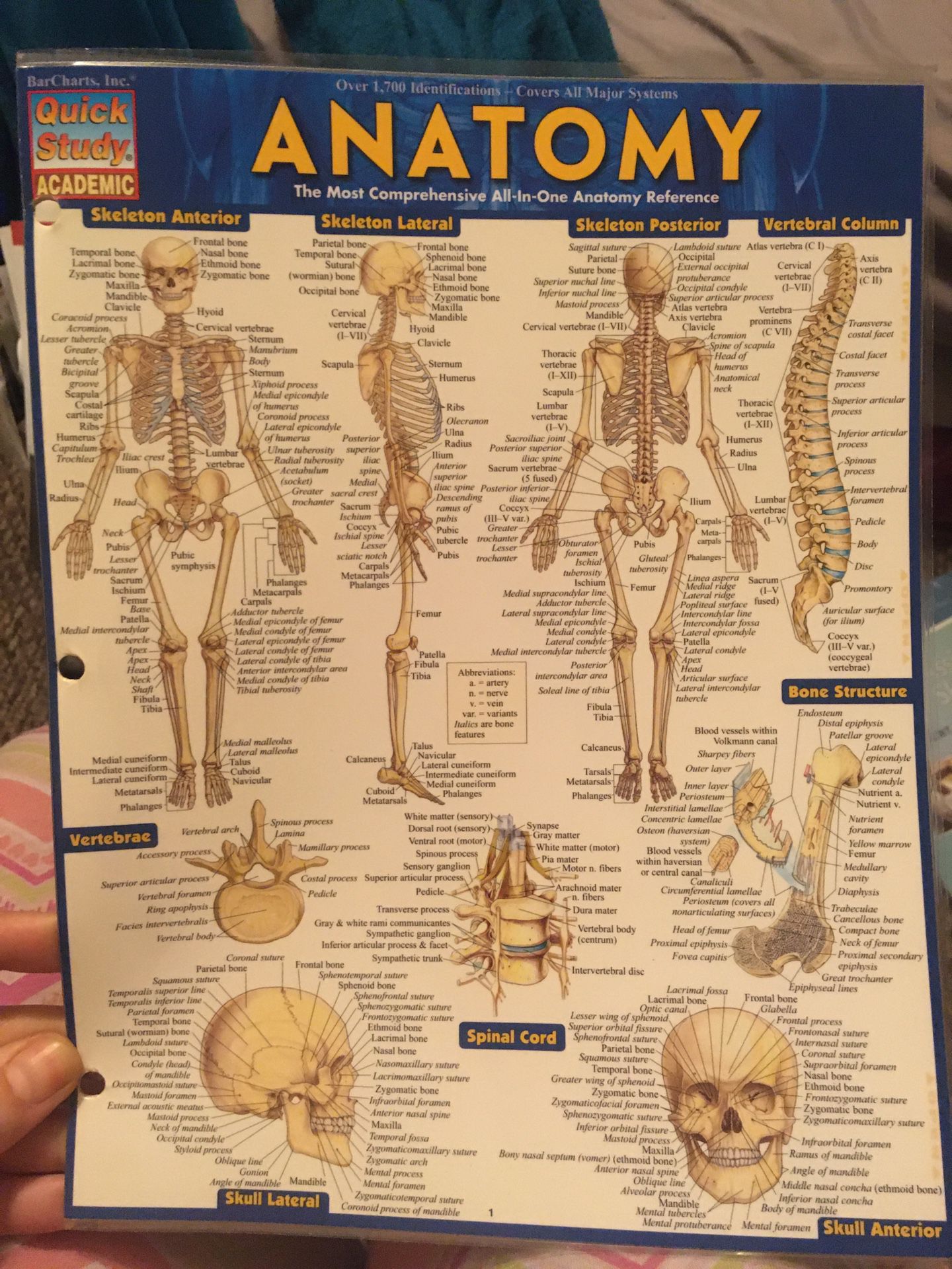 Anatomy quick study over 1,700 identifications