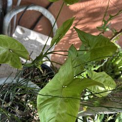 Planta