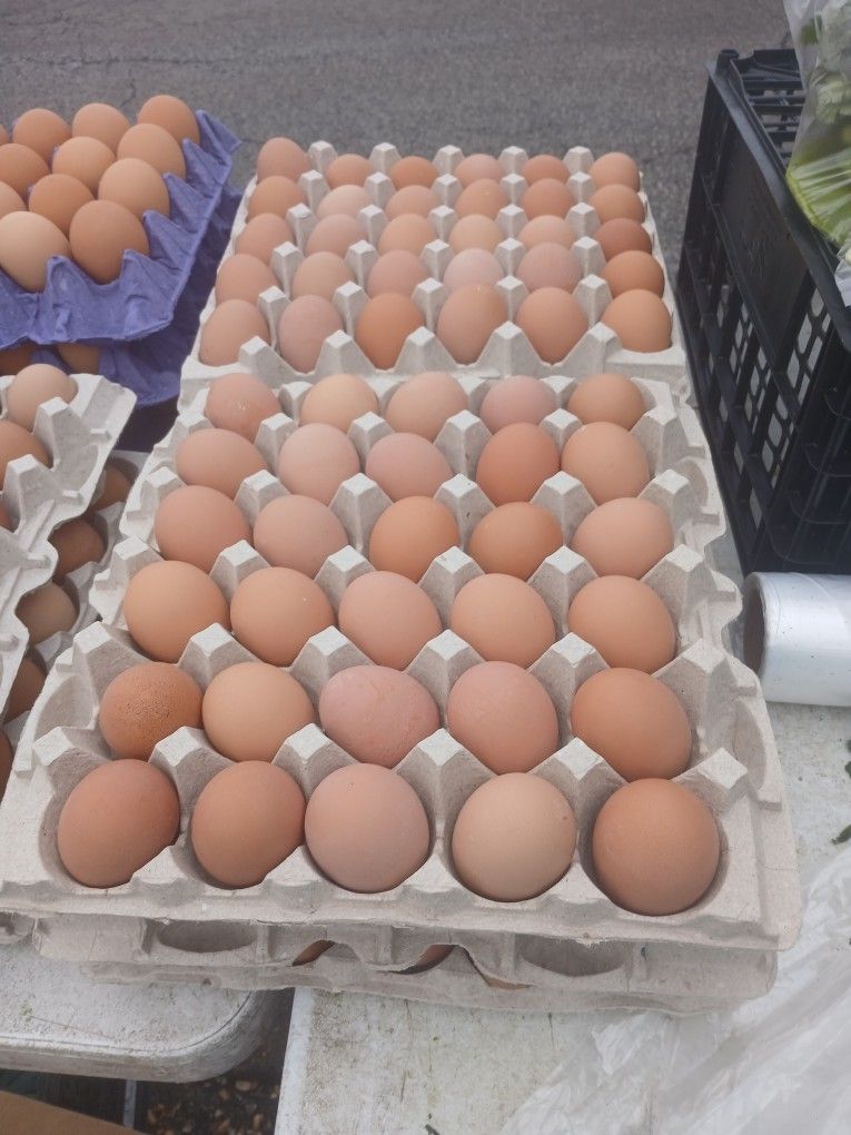 Fresh Farm Eggs Cage Free