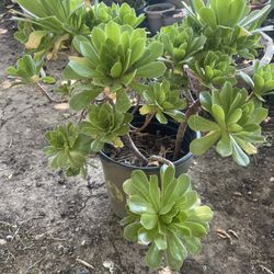 Suculent Plant