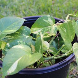 Golden Pathos Plants