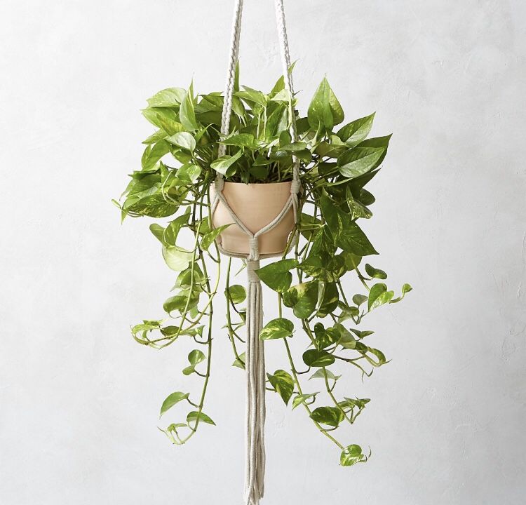 CB2 Crate and Barrel macrame plant holder