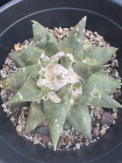 Ariocarpus grafted