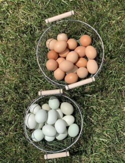 Organic Farm Fresh Eggs Free Range Cage Free 