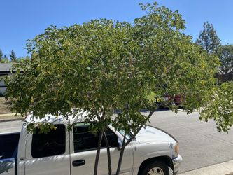 Albizia  Odoratissima $6.00
