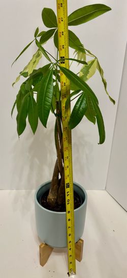 Extremely rare raided Aurea variegated money tree in 6 1/4” light blue ceramic pot w/wood base