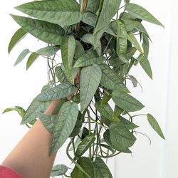 Pothos Cebu Blue Plant 6" Pot - Indoor House Plants