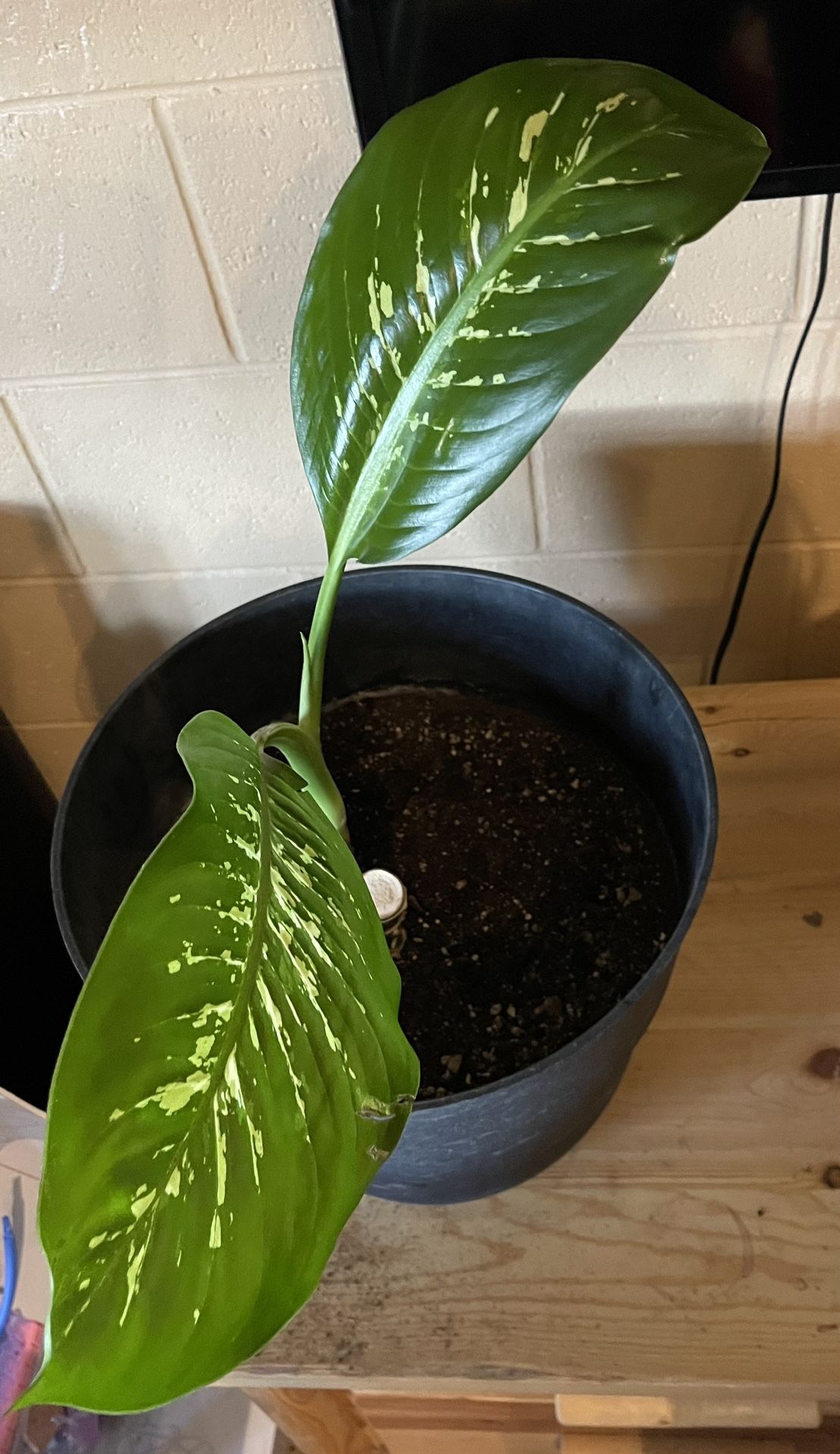 Dieffenbachia Houseplants In Large Pots