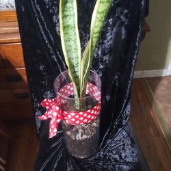 Sansevieria Plant In Glass Cylinderplanter 