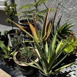 10 Assorted plants and succulents 