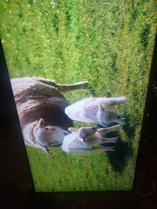 Sony 49 Inch Xbr49x8ooe Smart 4k