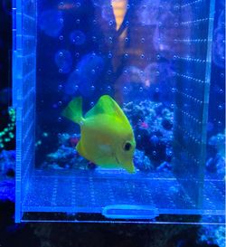 Fish Tank True Yellow Tang Decor
