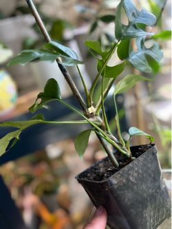 Monstera Mini