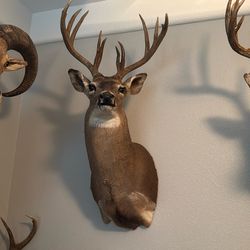 Taxidermy 12 Point Whitetail buck