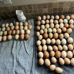 Fresh Eggs 