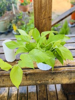 Live Indoor Neon Pothos plant in a plastic nursery planter pot—firm price