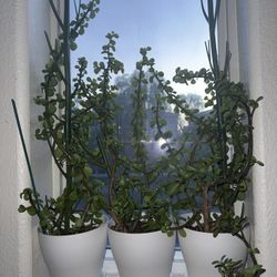 Plants