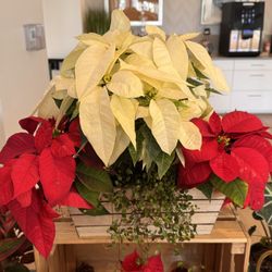 Poinsettia Baskets, Potted, Santas 