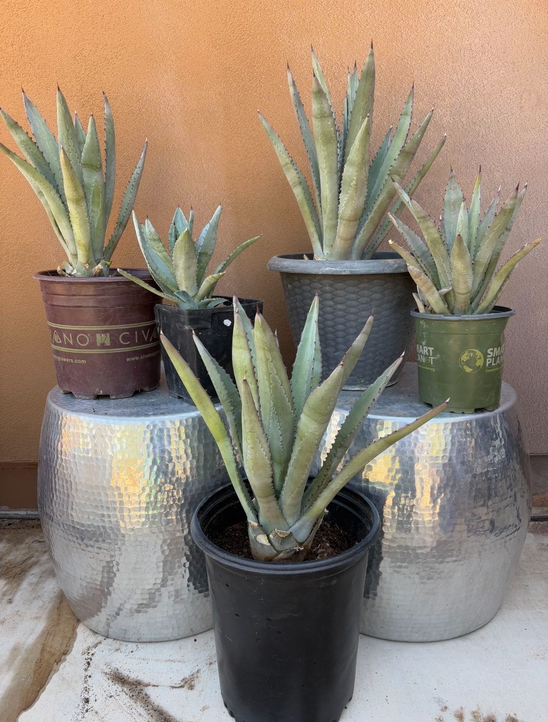 5 Agave Cactus Ready To Plant